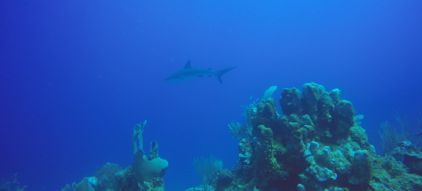 Scuba Diving: 2 Tanks
