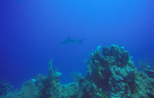 Caribbean Breeze Tours11