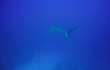 Caribbean Breeze Tours10