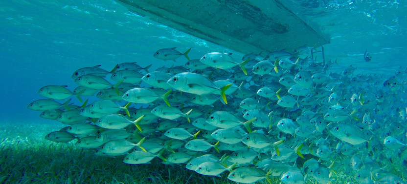 PADI Discover Scuba Diving