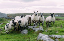 Irish Day Tours6
