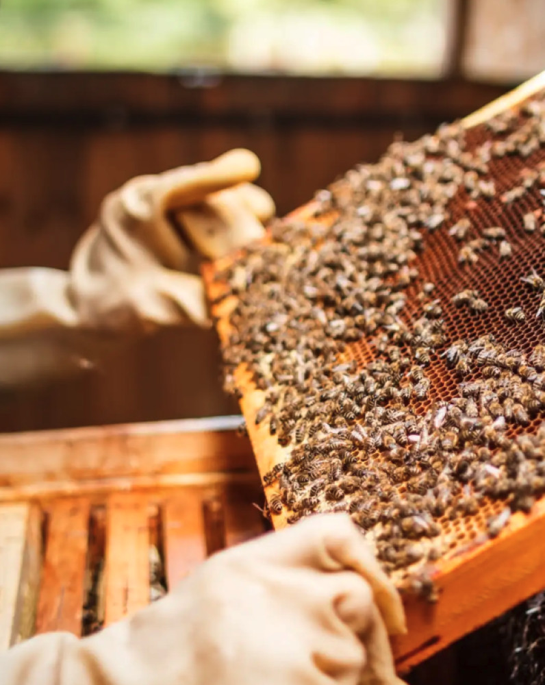 Taste of Sardinia: Bees, Cheese and Wine