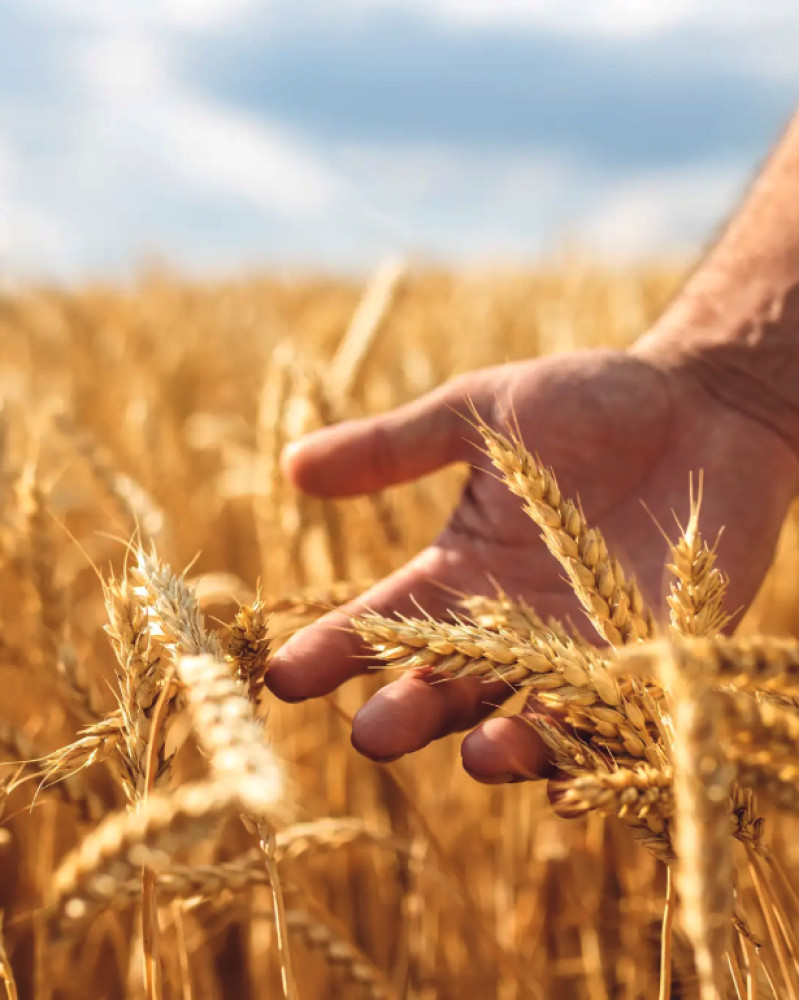 The Wheat Path Journey