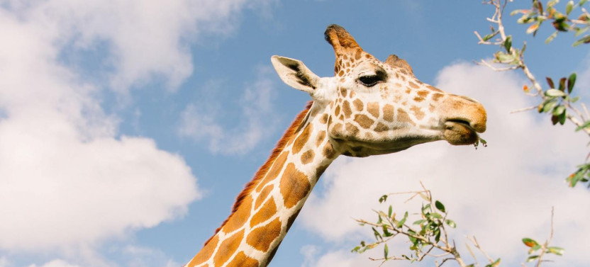 All-Inclusive Everglades & Safari Park Tour at Wild Florida