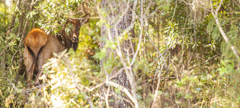 All-Inclusive Everglades & Safari Park Tour at Wild Florida