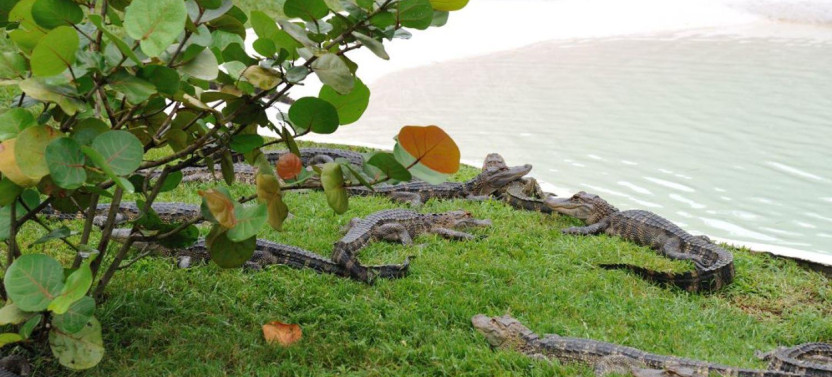 1 Hour Airboat Ride with Transportation