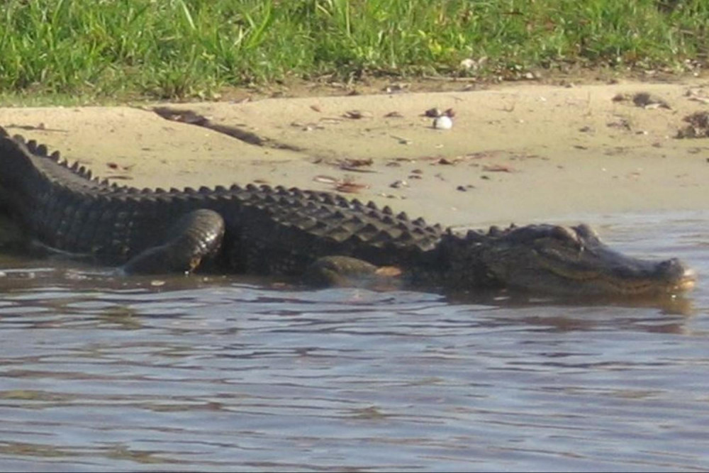 Boggy Creek 1 Hour Airboat Ride with Transportation