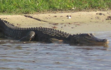 Gray Line Orlando1