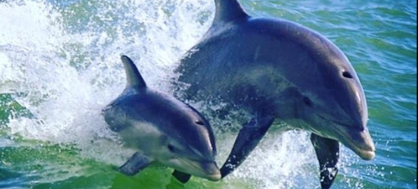 St. Pete Beach Area - Dolphin Racer Speedboat Adventure