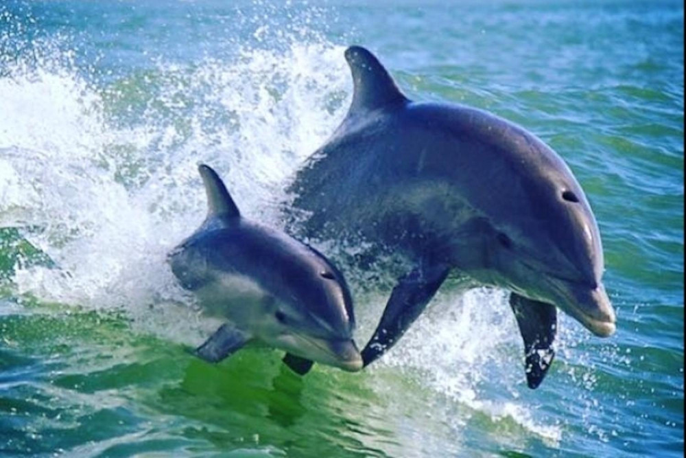 St. Pete Beach Area - Dolphin Racer Speedboat Adventure