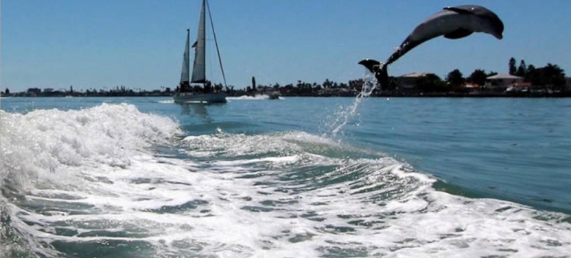 St. Pete Beach Area - Dolphin Racer Speedboat Adventure