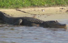 Gray Line Orlando2