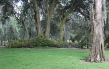 Gray Line Orlando3
