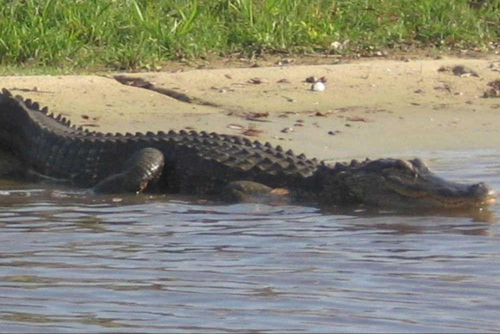 Airboat Ride at Boggy Creek (Without Transportation)