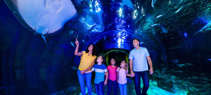 The Orlando Eye & SEA LIFE Orlando Aquarium Combo Ticket