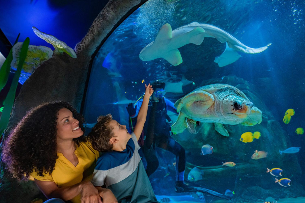 The Orlando Eye & SEA LIFE Orlando Aquarium Combo Ticket