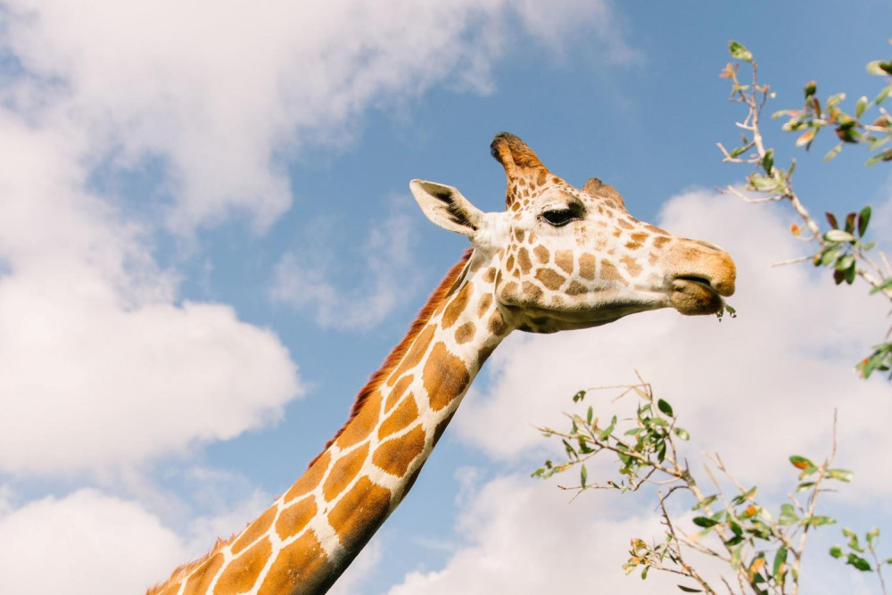 Wild Florida Drive-Thru Safari Park Admission- Ticket Only