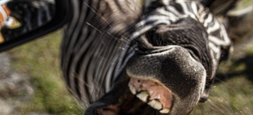 Wild Florida Drive-Thru Safari Park Admission- Ticket Only