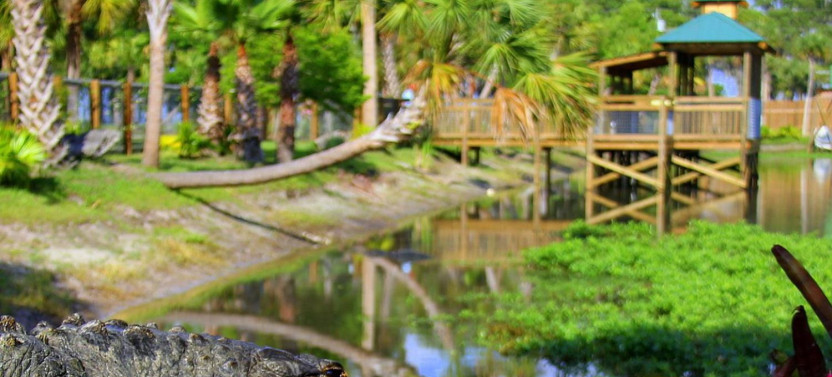 Everglades Tour & Drive Through Safari Park Admission - Self Drive