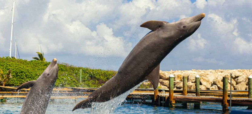 Boat Tour to 5 Rosario Islands with Snorkeling and Plankton Activity