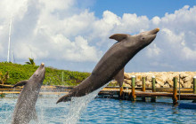 Irie Tours Bus Trips2