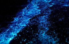 Irie Tours Bus Trips4