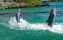 Irie Tours Bus Trips6