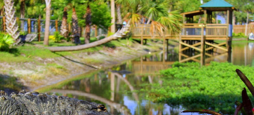 Everglades Tour (30 Min) & Drive Through Safari Park Admission - Self Drive