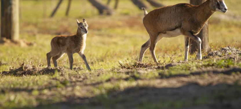 Everglades Tour (30 Min) & Drive Through Safari Park Admission - Self Drive