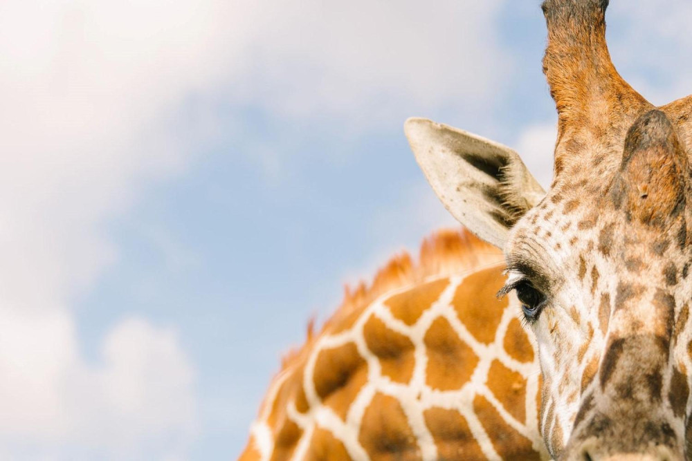 Everglades Tour (30 Min) & Drive Through Safari Park Admission - Self Drive