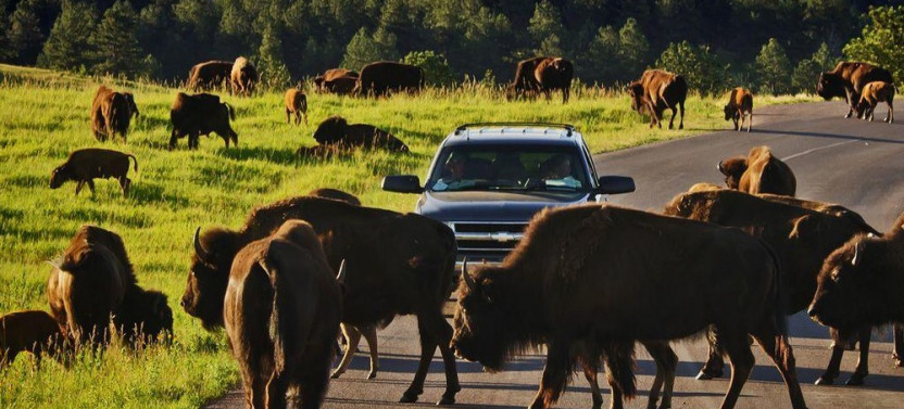 Private Custer State Park Jeep Safari & Hiking Tour