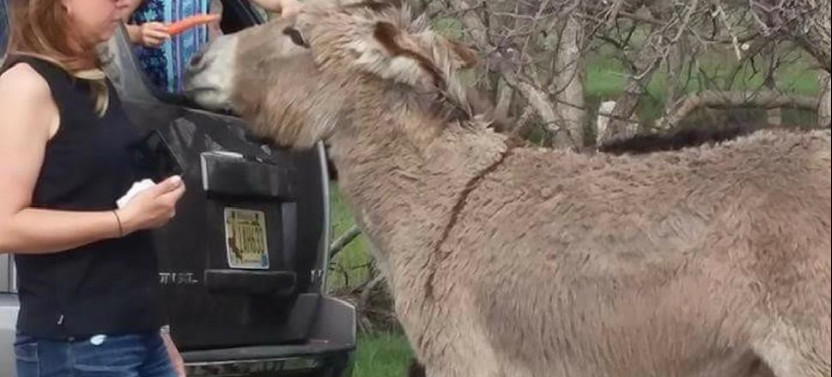 Private Custer State Park Jeep Safari & Hiking Tour