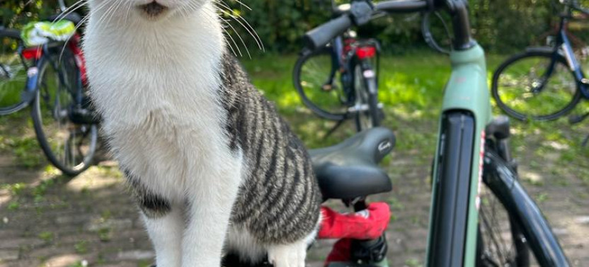 Private Countryside Bike Tour