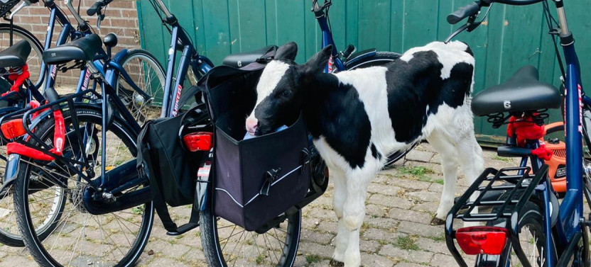 Private Countryside Bike Tour