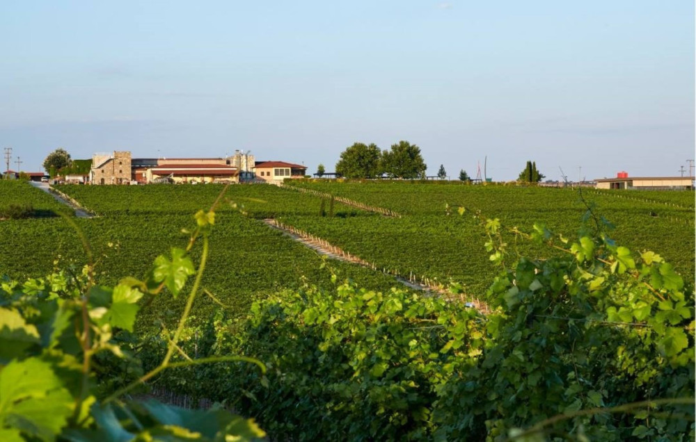 Premium Wine Escape: Fine Wines & Wine Museum