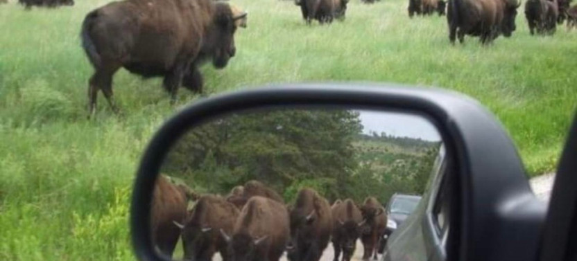 Private Black Hills Monument Package Tour