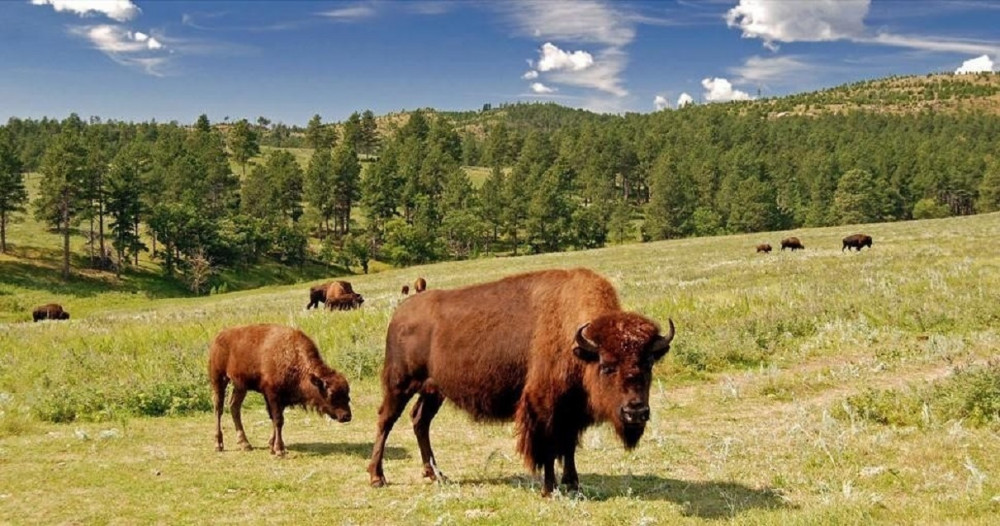 Private Buffalo Jeep Ride, Custer State Park and the Mammoth Site