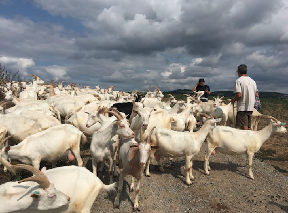 Private Tour: Northern Rhône Cheese and Wine