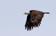 Eagle Wing Tours10