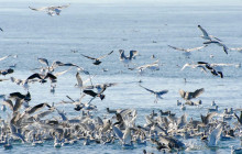 Eagle Wing Tours11