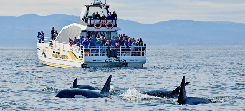 Whale Watching - Day - Semi-Covered Boat - Whale Guarantee