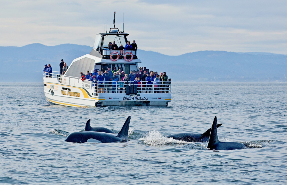 Whale Watching - Day - Semi-Covered Boat - Whale Guarantee