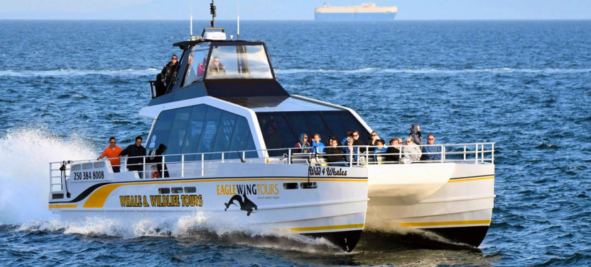 Whale Watching - Day - Semi-Covered Boat - Whale Guarantee