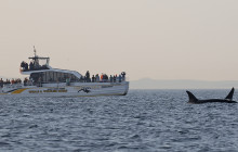 Eagle Wing Tours8