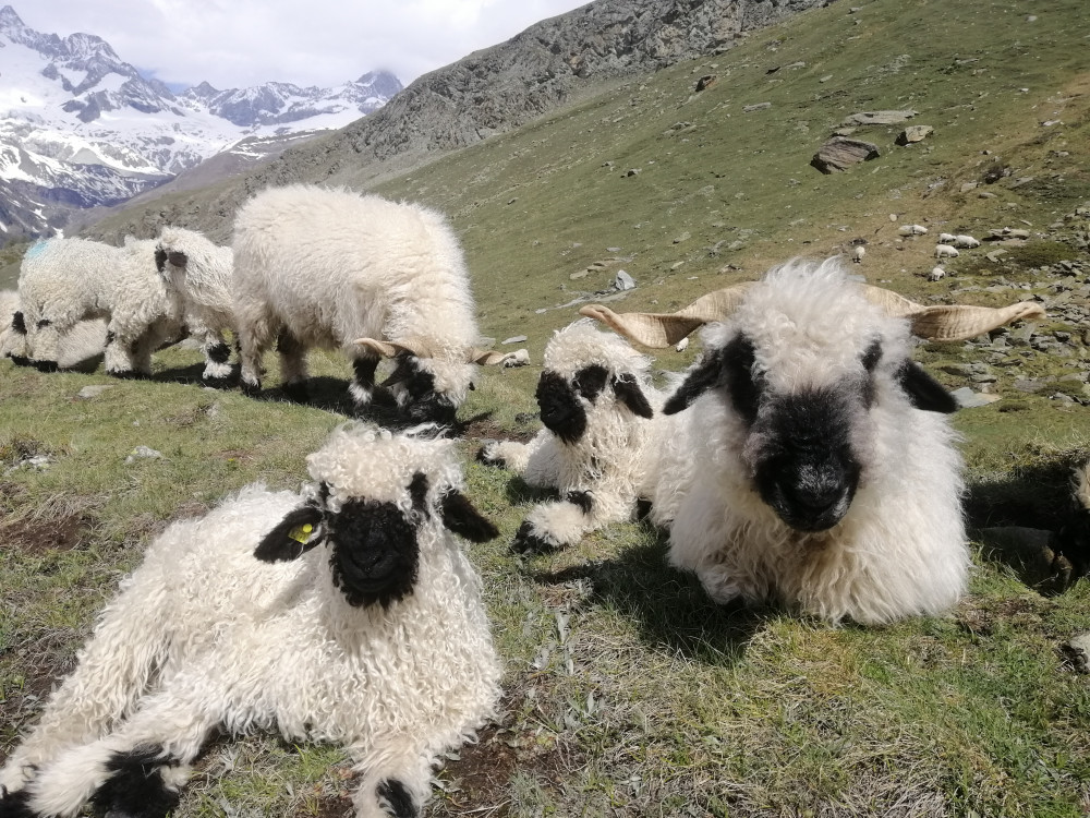 Private Zermatt & Matterhorn Glacier Paradise Hiking Tour