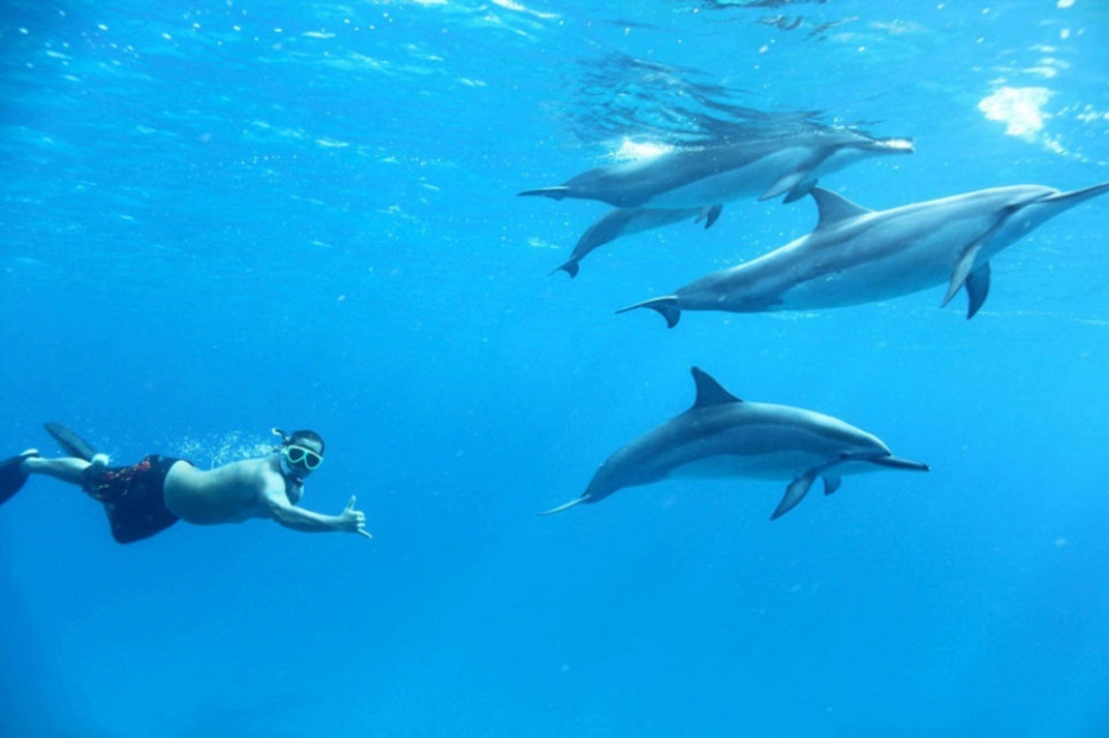 Dolphin House Sea Trip & Water Sports W/Transfer - Hurghada