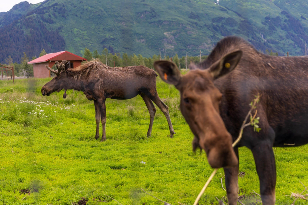 Wildlife Tour From Anchorage