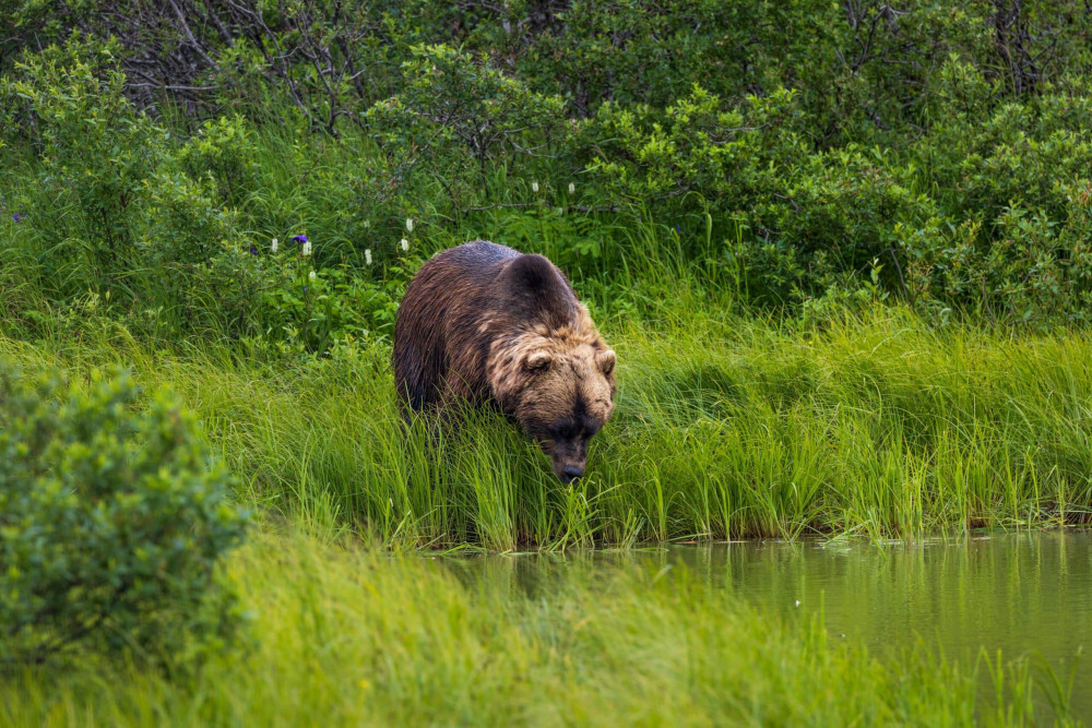 Salmon Berry Travel & Tours