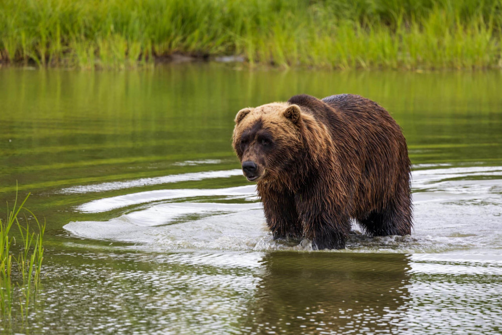 One Way Tour & Transfer (Anchorage To Whittier)