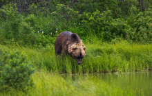 Salmon Berry Travel & Tours5
